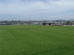 Grass Area