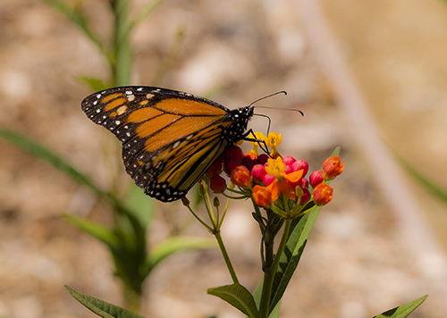 butterfly