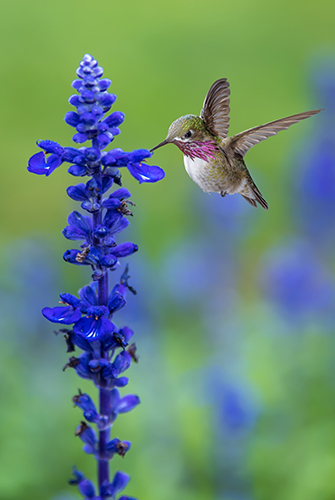 hummingbird