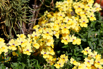 Yellow Flowers