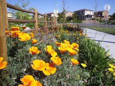 calif poppy for OpenSpace