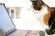 catwithcomputer